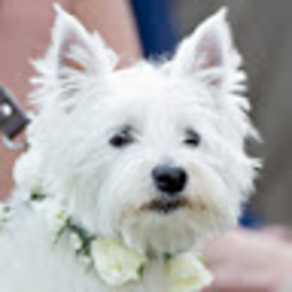 Meet your Posher, Bianca - Picture 1 of 1